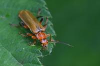 Cantharis livida