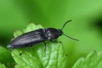 Cidnopus pilosus