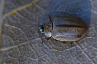 Aphidecta obliterata