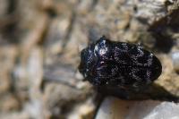 Trachys minutus