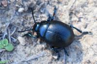 Timarcha goettingensis