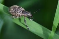 Liophloeus tessulatus