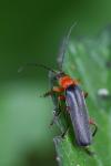 Cantharis pellucida