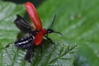 Pyrochroa coccinea