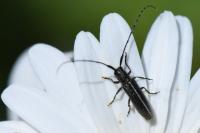 Agapanthia cardui