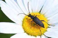 Anastrangalia dubia