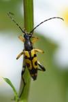 Rutpela maculata