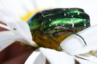 Cetonia aurata