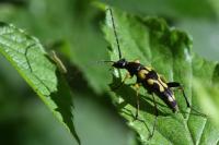 Rutpela maculata