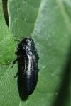 Agrilus cyanescens