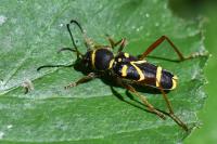 Clytus arietis