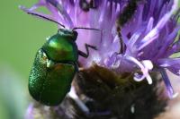 Cryptocephalus
