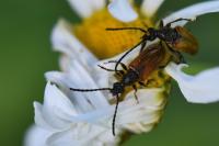 Pseudovadonia livida