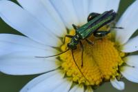 Oedemera nobilis