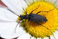 Anastrangalia dubia