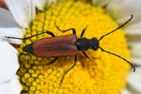 Anastrangalia dubia