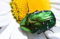 Cetonia aurata