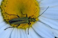 Oedemera nobilis