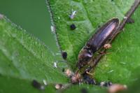 Nothodes parvulus