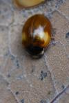 Adalia decempunctata