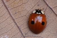 Adalia bipunctata