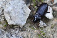 Nebria salina