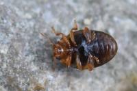 Rhyzobius chrysomeloides