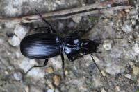 Pterostichus madidus