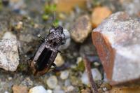 Notiophilus quadripunctatus