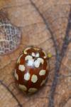 Myrrha octodecimguttata