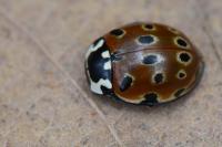 Anatis ocellata