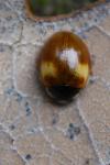 Adalia decempunctata