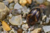 Rhyzobius chrysomeloides