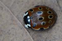 Anatis ocellata