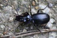 Pterostichus madidus