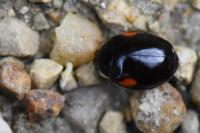 Adalia decempunctata
