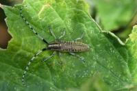 Agapanthia villosoviridescens
