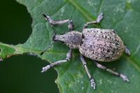 Liophloeus tessulatus