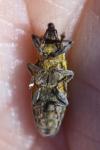 Lixus filiformis