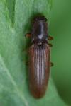 Athous campyloides
