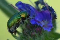 Cryptocephalus