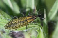 Lixus filiformis