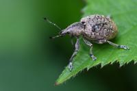 Liophloeus tessulatus