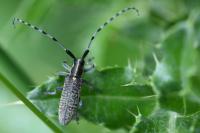 Agapanthia villosoviridescens