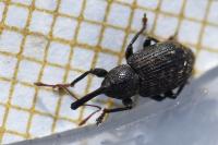 Notaris acridulus