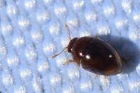 Stilbus testaceus