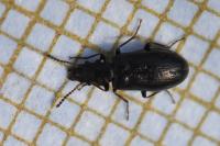 Rabocerus foveolatus