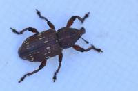 Hylobius transversovittatus