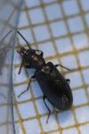 Rabocerus foveolatus