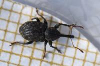 Notaris acridulus